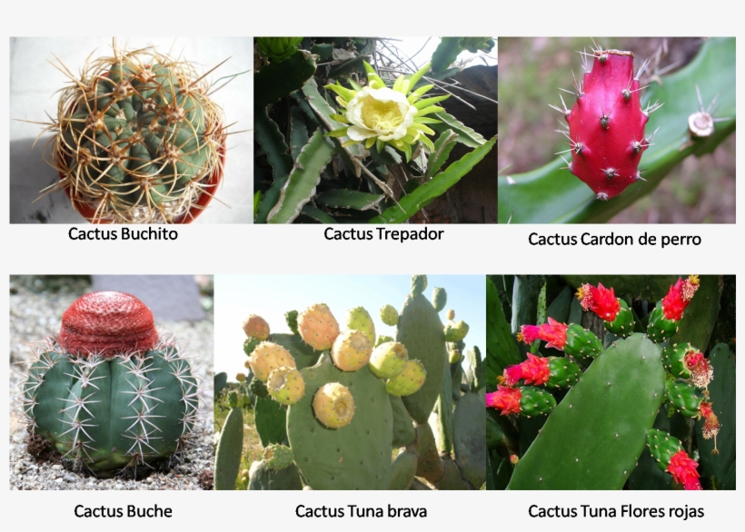 Cactus - Planta De Tuna, transparent png