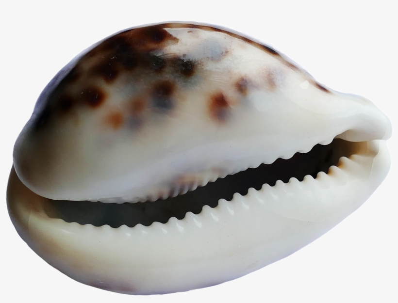 Seashell Png - Seashell, transparent png