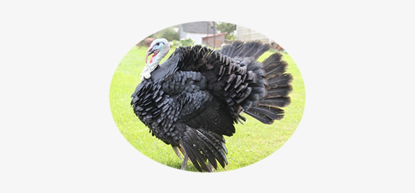 Domesticated Turkey, transparent png