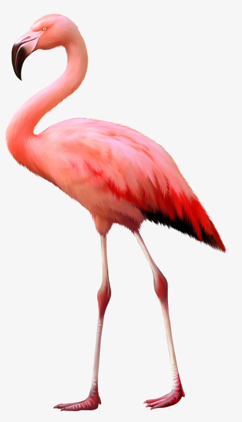 Flamingo Png Background Image - Flamingo Isolated, transparent png