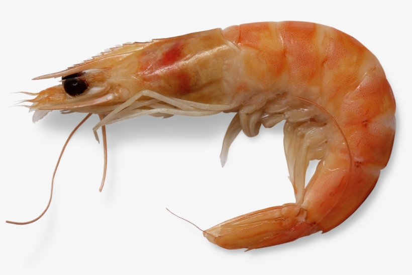 Shrimp - Litopenaeus Setiferus, transparent png