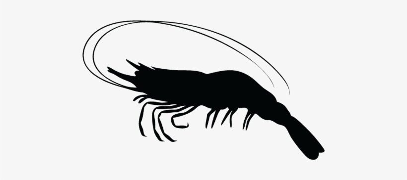 Shrimps Png - Silhouette Shrimp, transparent png
