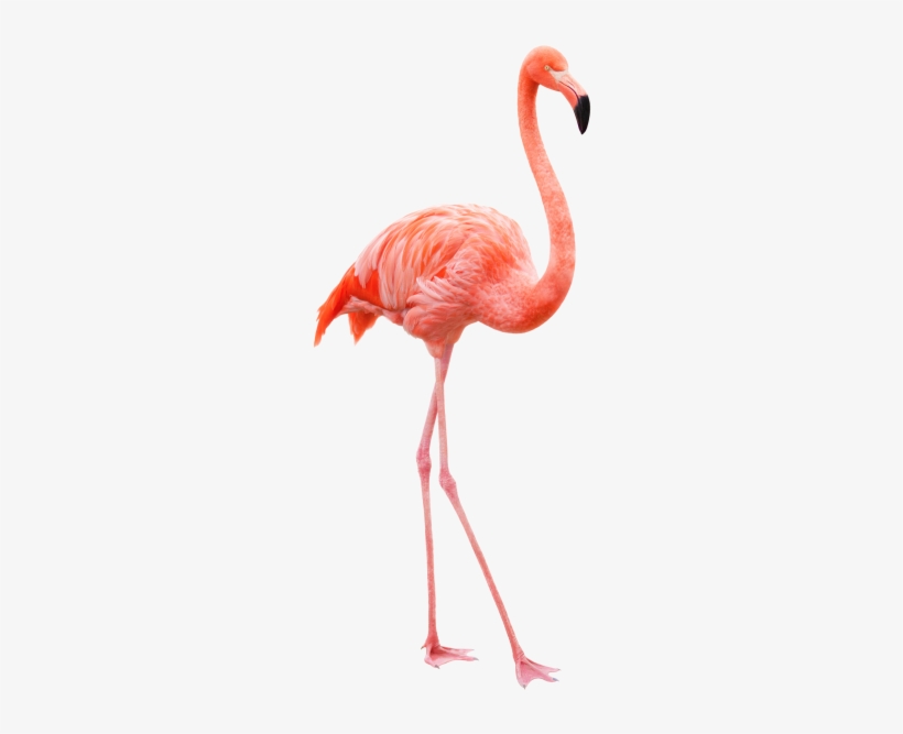 Flamingo - Flamenco Pajaro, transparent png