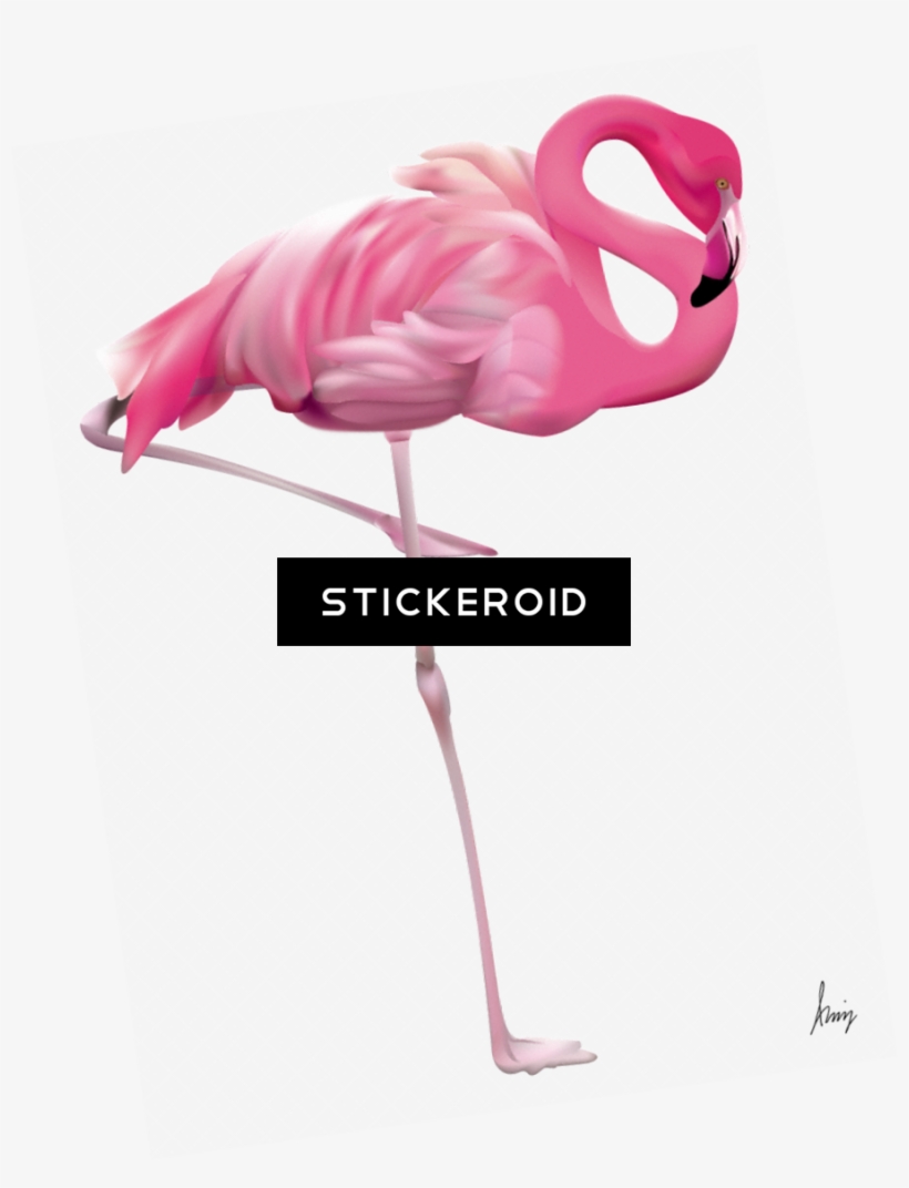 Flamingo - Flamingo Yard, transparent png