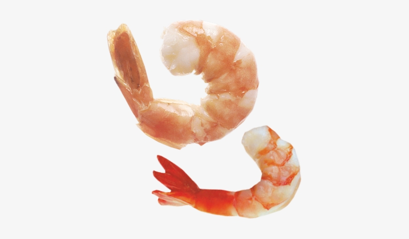 Download - Eat Shrimp, transparent png