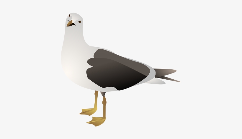 Gull Clip Art, transparent png