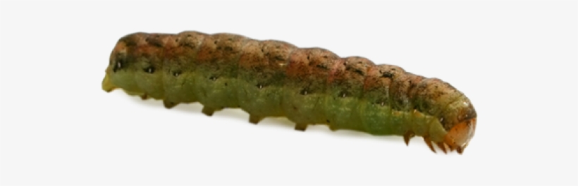 Caterpillar Png Transparent Images - Poster, transparent png