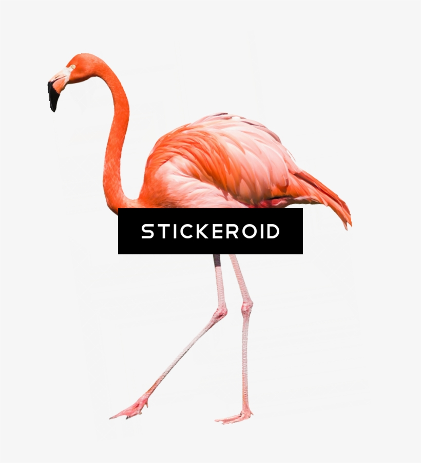 Flamingo - Greater Flamingo, transparent png