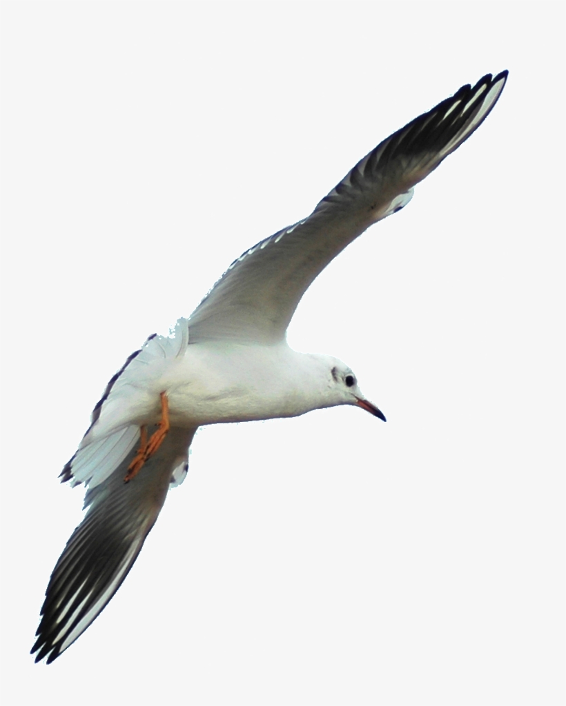 Hd Beautiful Seagull Static Png - Gulls, transparent png