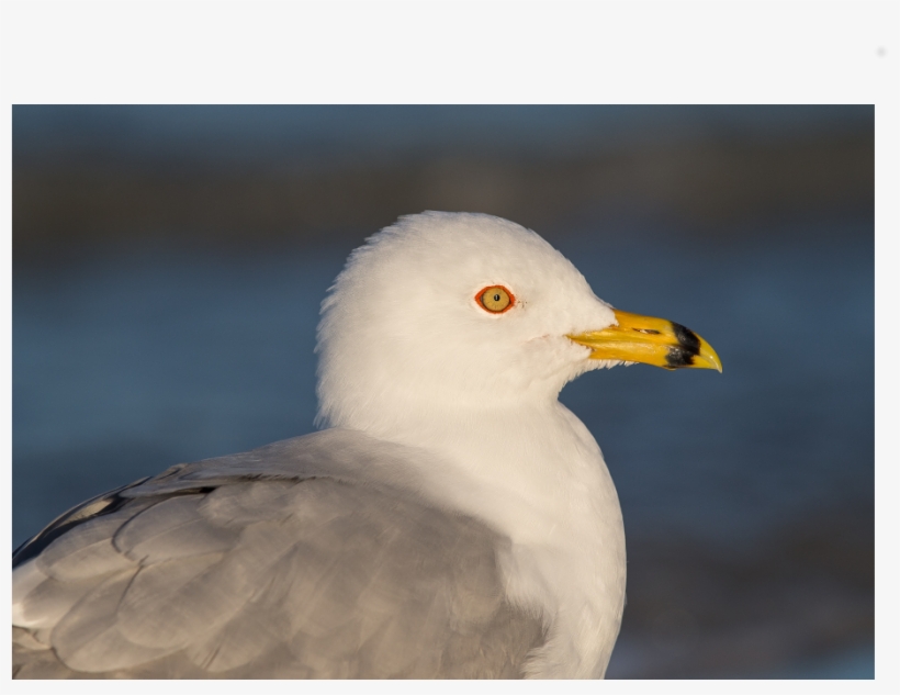 European Herring Gull, transparent png