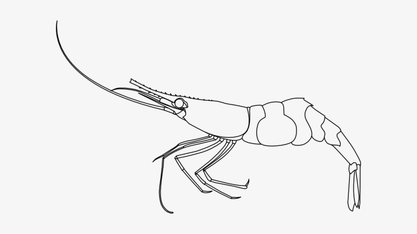 Pandalus Borealis Shrimp 001 - Shrimp Transparent Clipart Black And White, transparent png