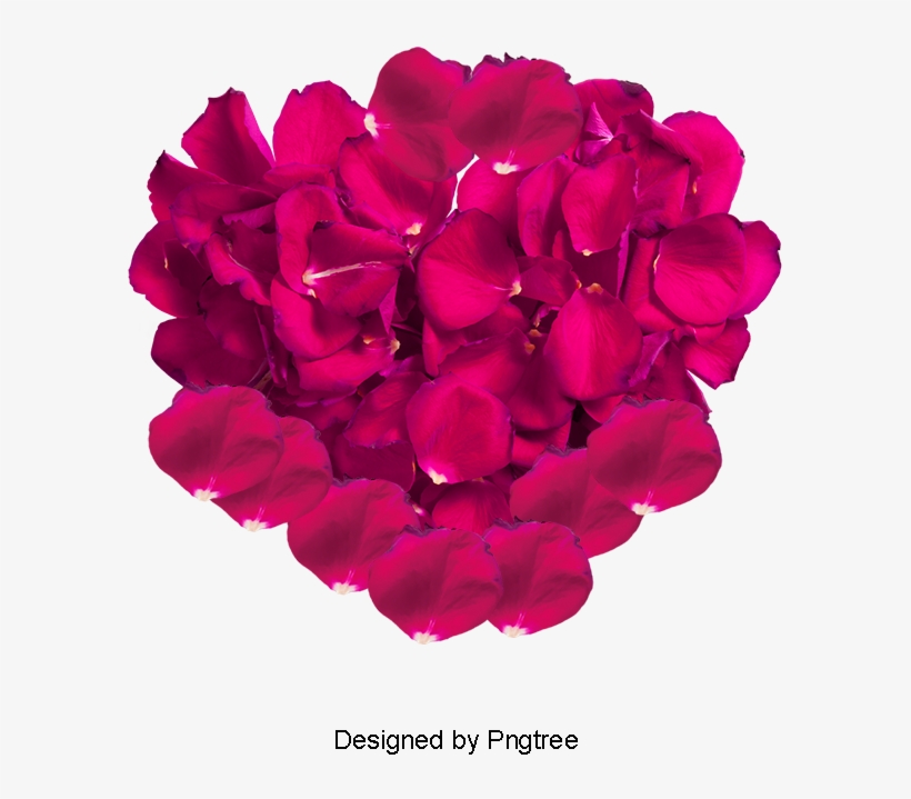 Pink Rose Petals, Rose Clipart, Pink, Rose Petal Png - Rose, transparent png