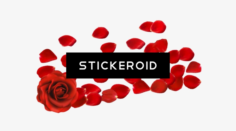Rose Petals Flowers - Hybrid Tea Rose, transparent png