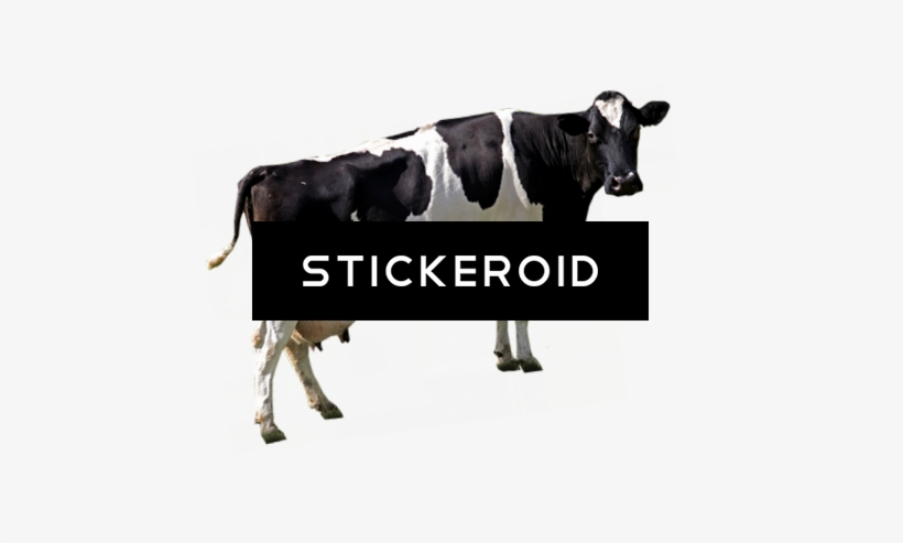Cow Animals - Dairy Cattle, transparent png