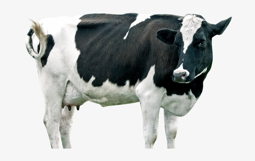 Dairy Cattle, transparent png