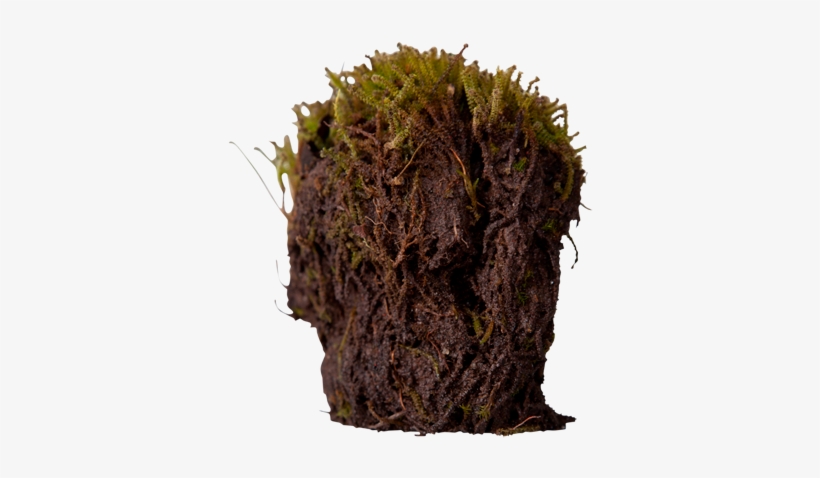 3d View - Arctic Moss Roots, transparent png
