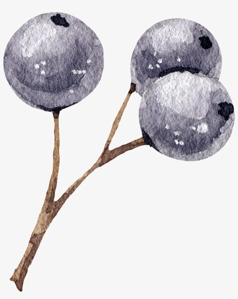 Blueberry, transparent png