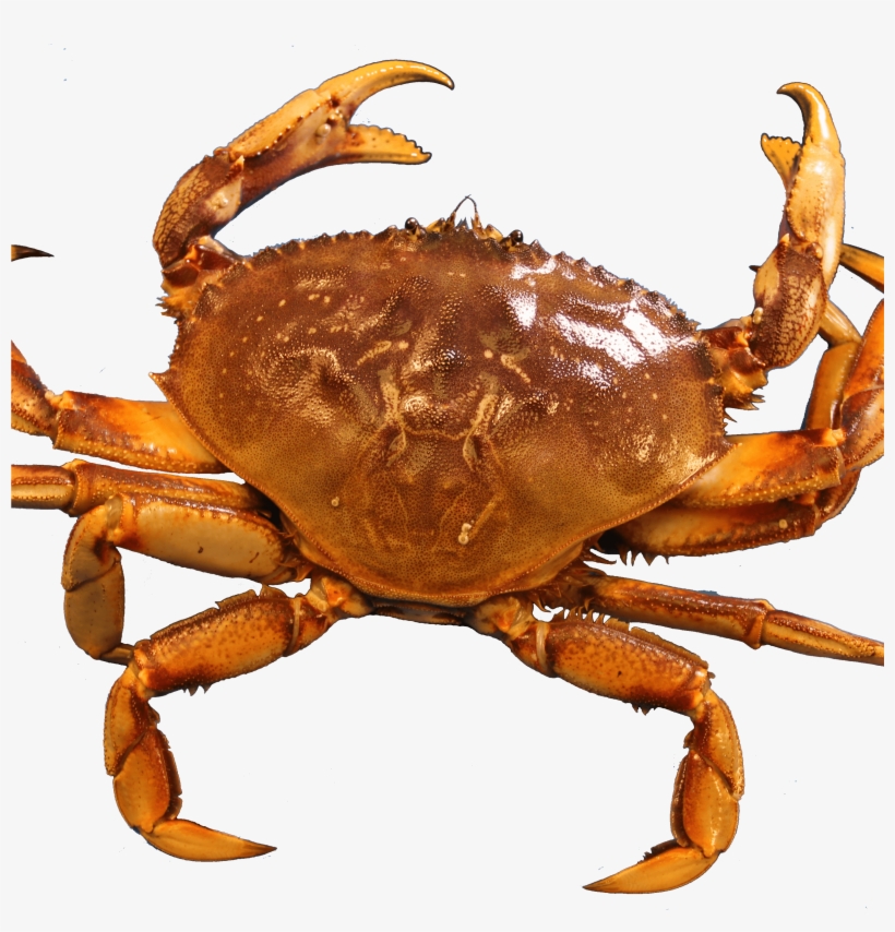 Crab, transparent png