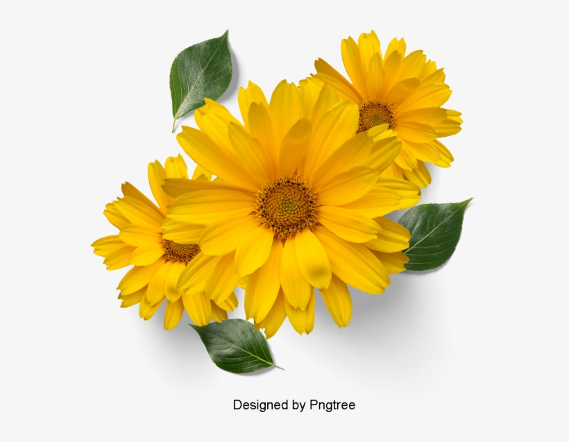 Beautiful Fresh Flower Petals, Flowers, Petals, Leaves - Flower, transparent png