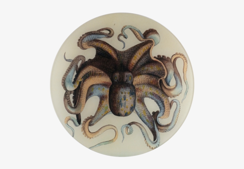 Octopus Octopus - Octopus, transparent png