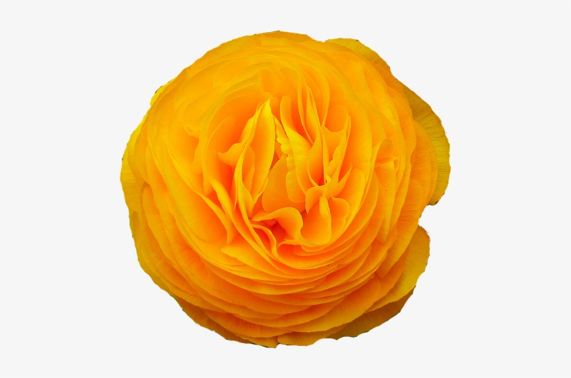 Petals,flowering - Flower, transparent png