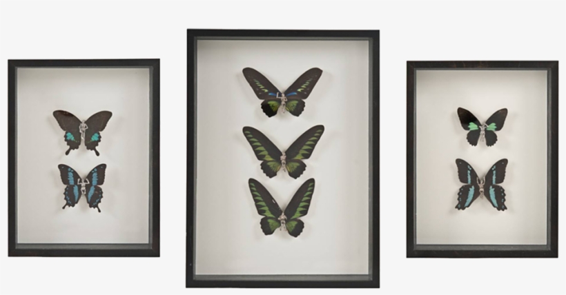Beyond The Fairytale / Dark - Lepidoptera, transparent png