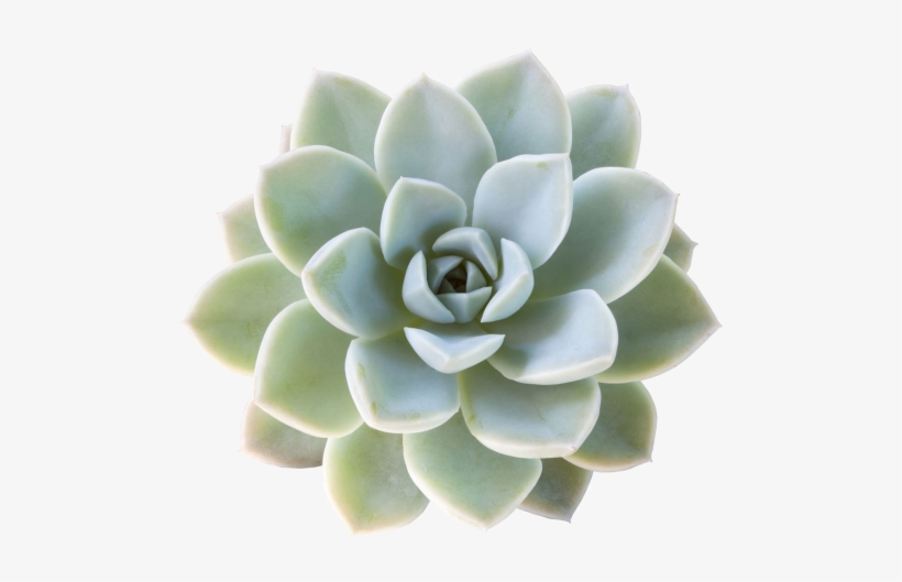 Contact Us Today - Succulent Stock, transparent png
