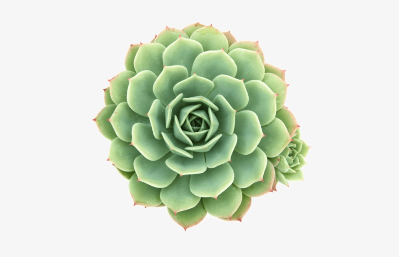 Echeveria 'abalone' Or Echeveria 'green Abalone' Succulent - Hens And Chicks Plants Png, transparent png
