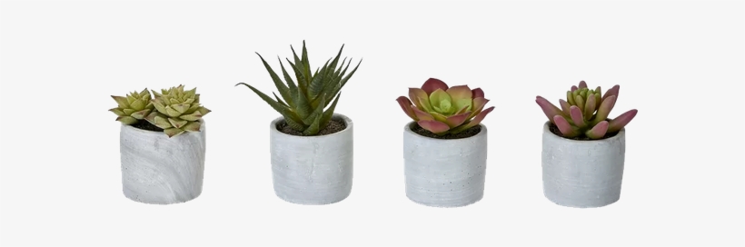 4 Piece Desktop Succulent Plant In Pot Set Bungalow, transparent png