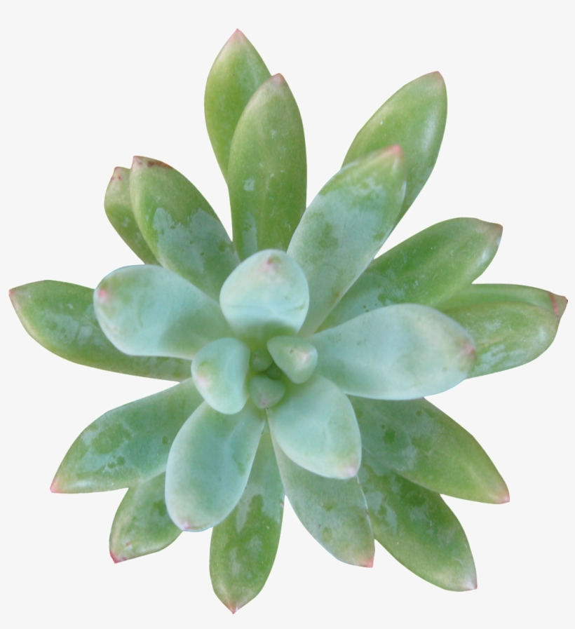 Green Succulent Succulent Transparent - Ozuna, transparent png