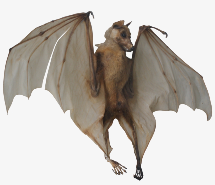 Fruit Bat Png Banner Freeuse Library - Bat, transparent png