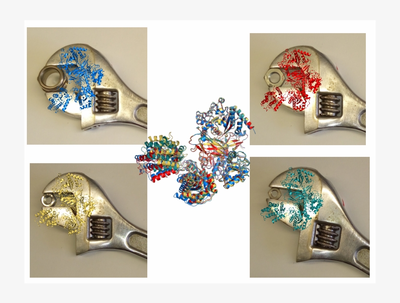 Uggt Is Like A Wrench Glycoproteins Like - Uggt, transparent png