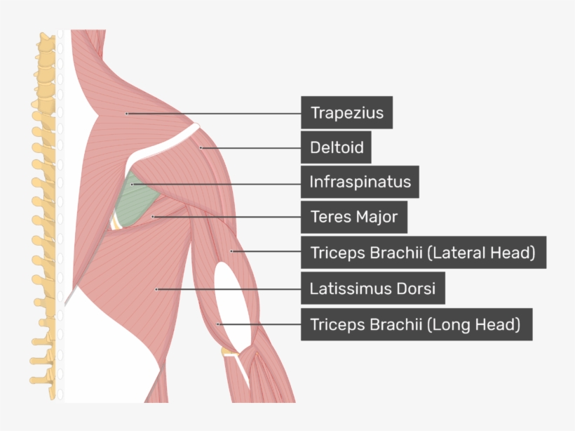 Image Showing Superficial Muscles Of The Back And Posterior - Supraspinatus Muscle, transparent png
