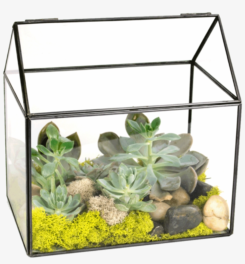 Succulent Green House Terrarium - Terrarium, transparent png