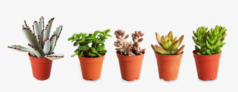 Flowerpot, transparent png