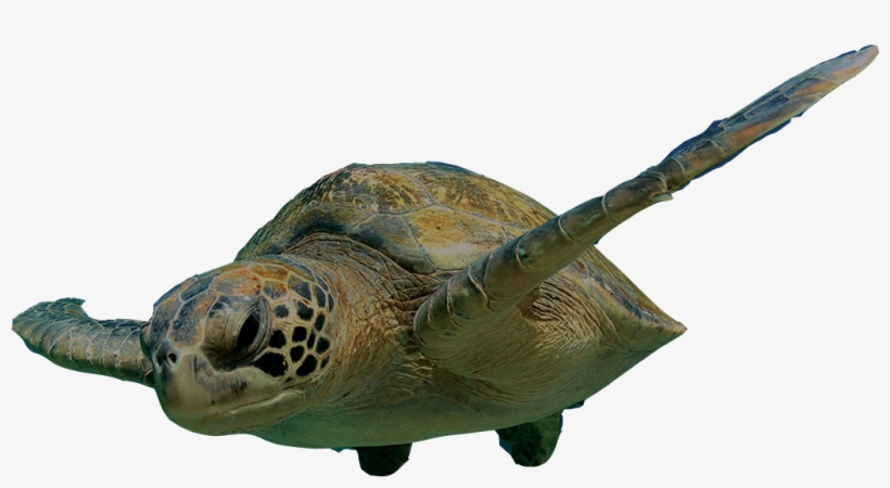 Turtle Png, transparent png