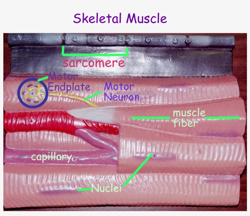 Muscle Diagram, transparent png