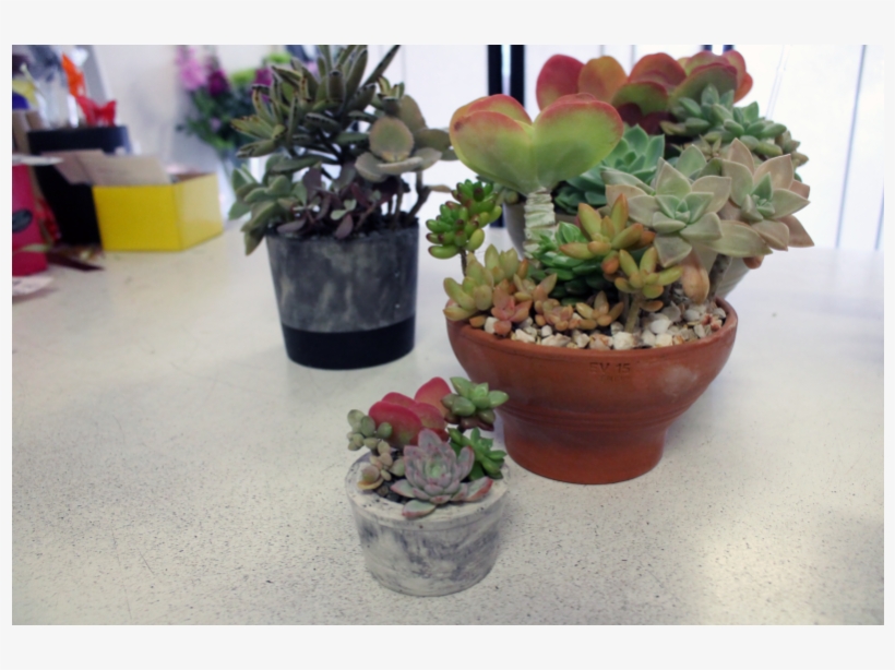 Succulent Pots - Succulent Plant, transparent png