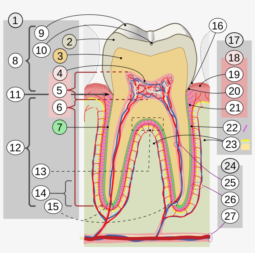 Open - Description De La Dent, transparent png