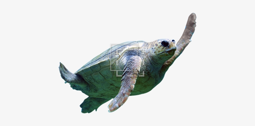 Sea Turtle - Gili Meno Wall Turtles, transparent png