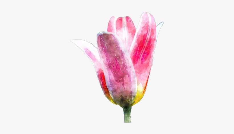 Watercolor Flower By Lavandalu - Snow Crocus, transparent png