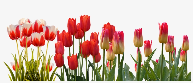 Tulip, Spring, Nature, Flower, Color, Plant, Garden - Tulip Flower Garden Png, transparent png