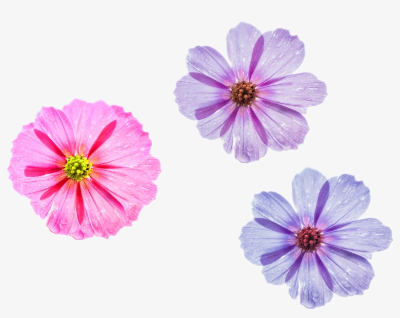 Cool Flower Png Three Different Styles To Choose Pink - Garden Cosmos, transparent png