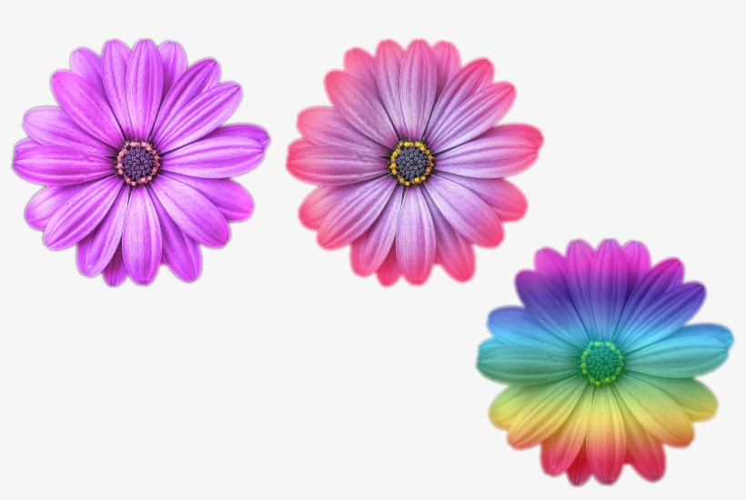 Multi Color Flower Png Files Purple Purple And Pink - Grid-lined Journal / Notebook: Diary / Notebook; Glossy, transparent png