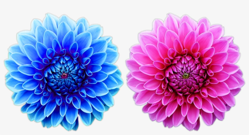 Beautiful Free Flower Png File Nature Cool Png Natural - Dot Grid Journal.: (diary, Notebook) Glossy & Soft, transparent png