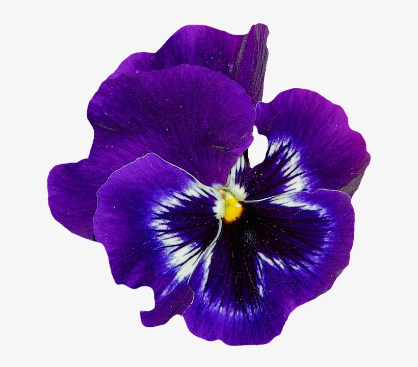 Pansy Blue Purple, transparent png
