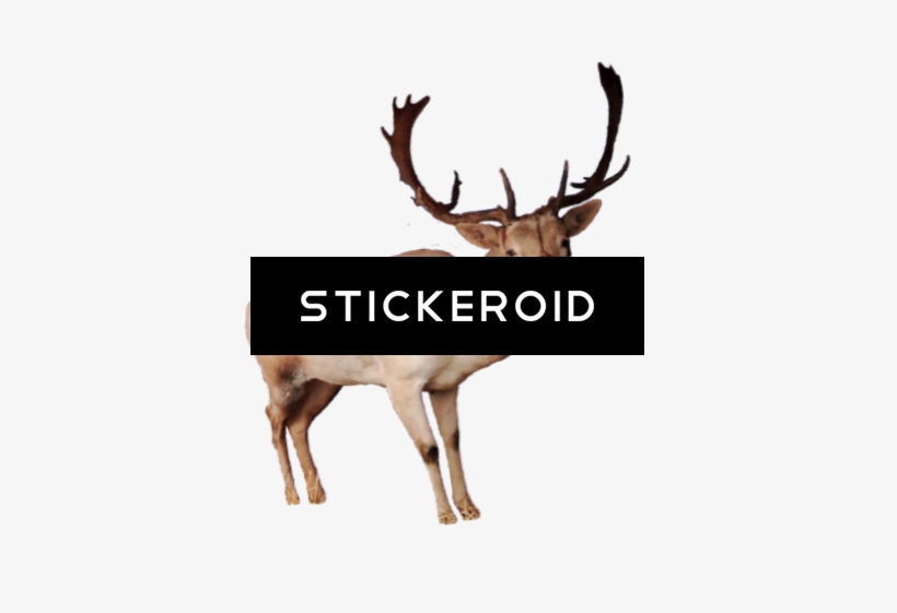 Reindeer Pic - Reindeer, transparent png