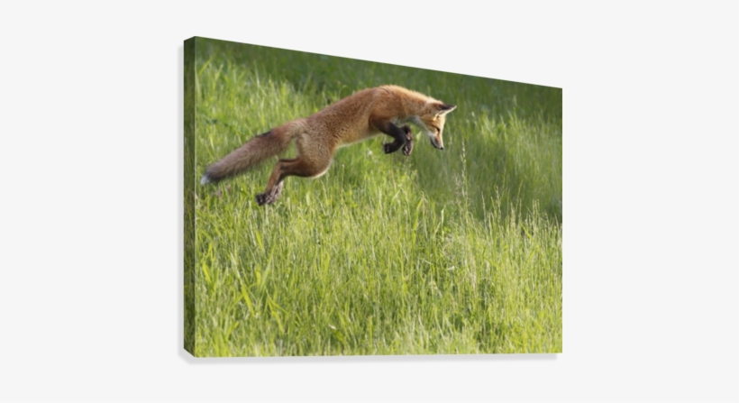 Fox Jumping In A Grass Field - Fox Jumping, transparent png