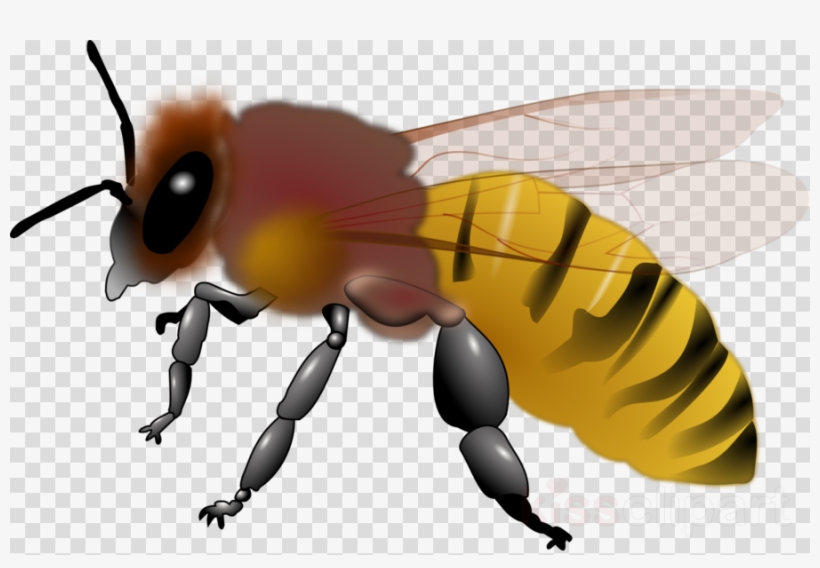Download Honey Bee Clipart Western Honey Bee Clip Art - Honeybee Clipart, transparent png