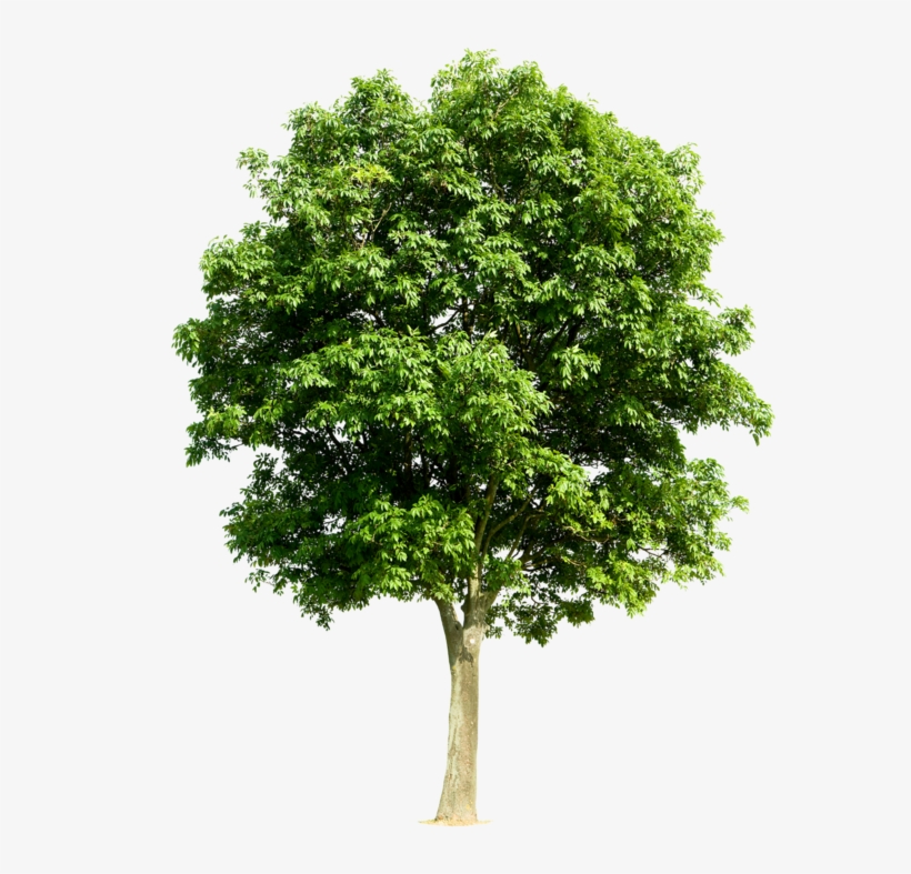 Trees Png Art Pinterest - Transparent Fruit Tree Png, transparent png